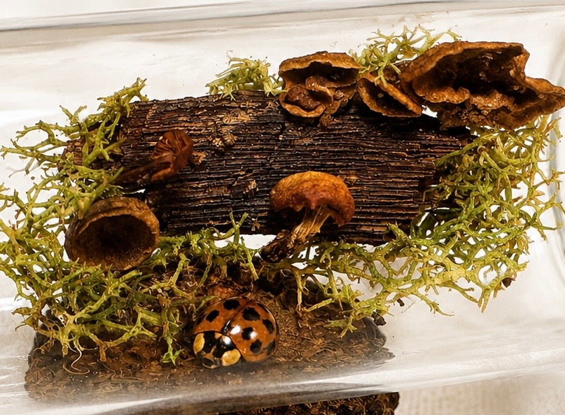 Mossing Around | Tiny World No. 2