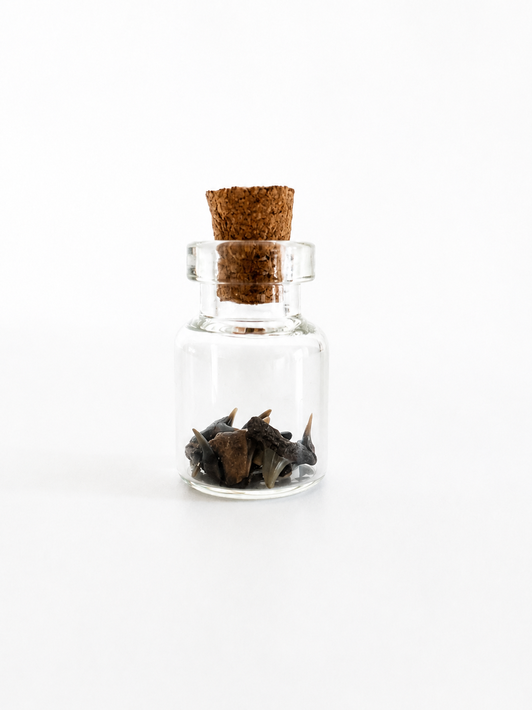 Pocket Paleontology Collection I | Mini Fossil Collection