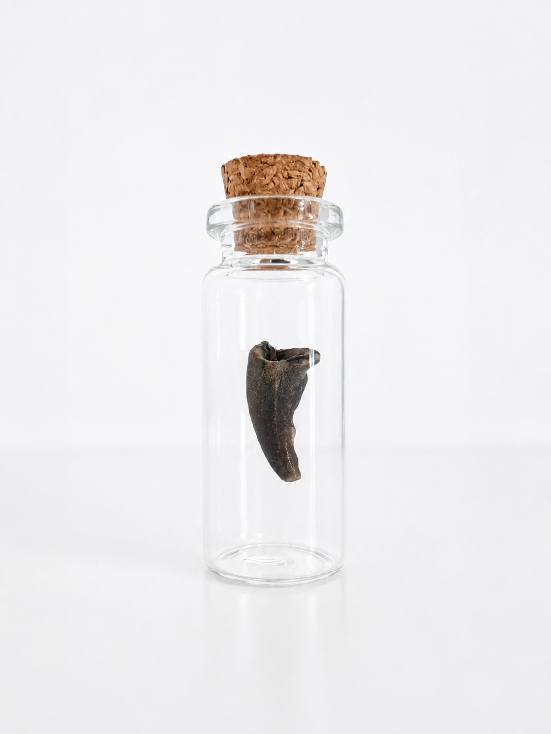 Pocket Paleontology Collection I | Mini Fossil Collection