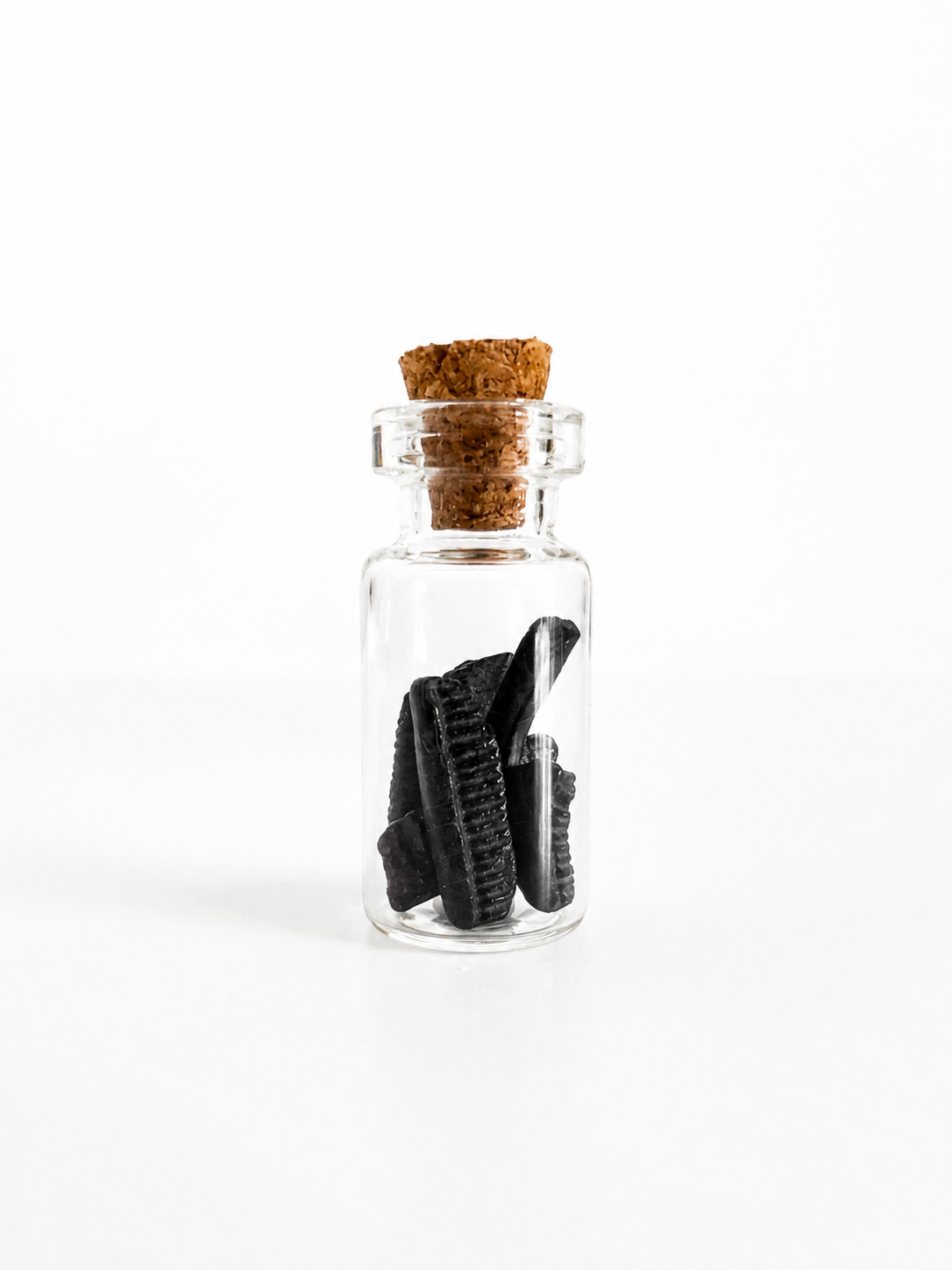 Pocket Paleontology Collection I | Mini Fossil Collection