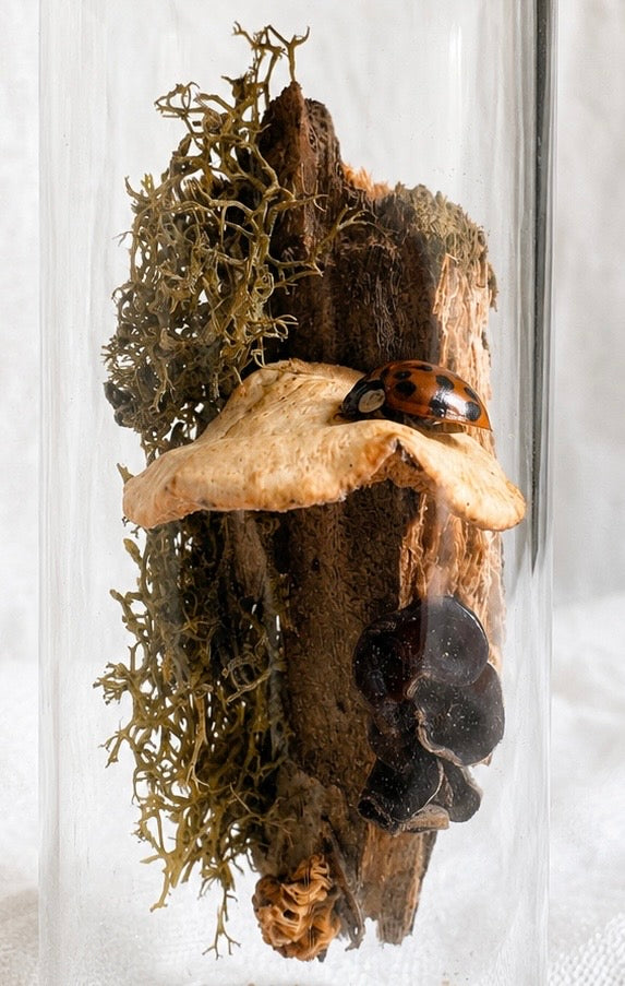 Close-up of tiny ladybug on dried shelf fungus in handmade woodland world