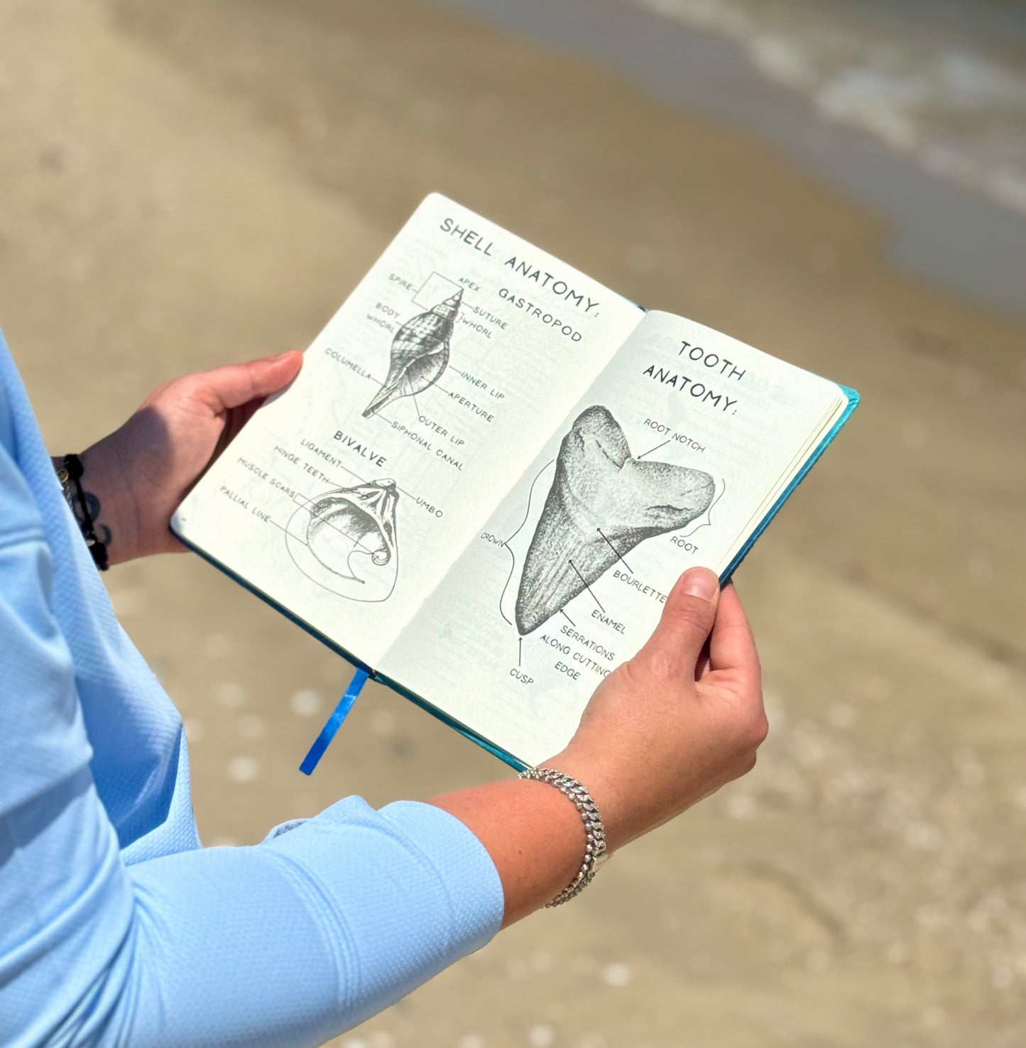 ✨Pre Order✨ Shell Yeah: A Guided Beachcombing Journal | Beachcomber’s Log Book