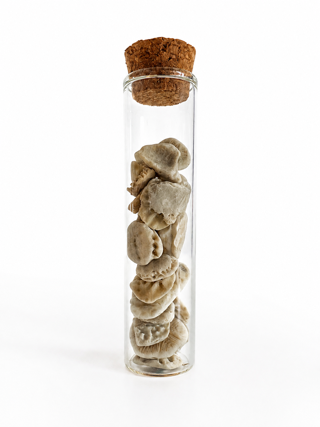 Pocket Paleontology Collection I | Mini Fossil Collection