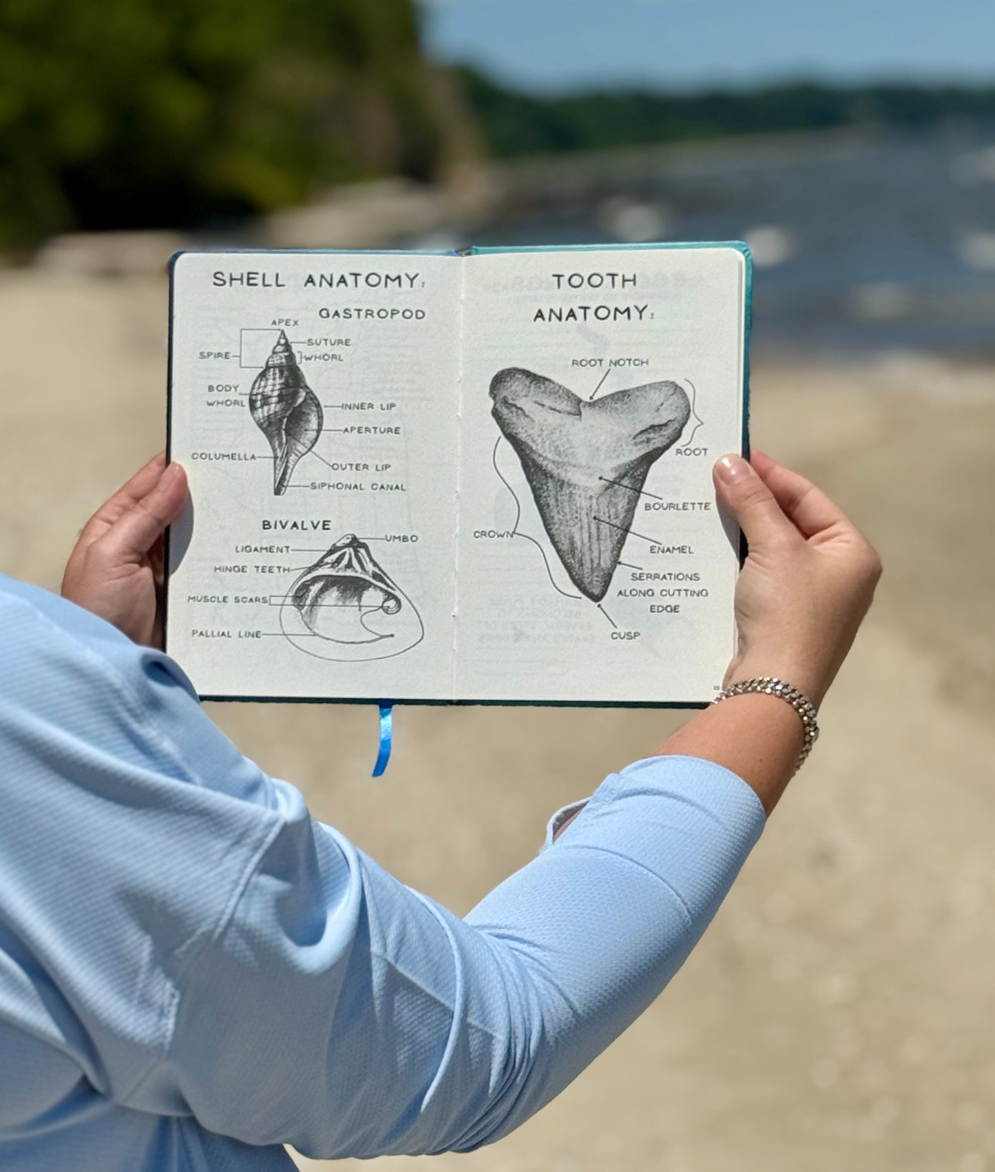✨Pre Order✨ Shell Yeah: A Guided Beachcombing Journal | Beachcomber’s Log Book